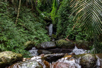 Clear streams and waterfalls in the forest