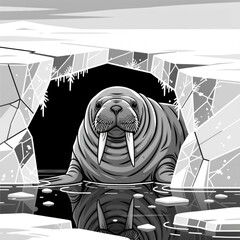 Walrus emerging from icy water with calm expression in monochrome background