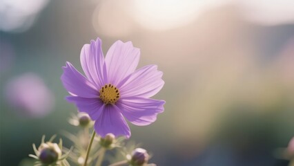Fototapeta premium A purple flower blooms in nature, fully showing beauty and fragrance.