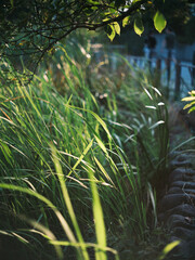 Sunlight Shining on Green Grass Blades in Natural Summer Scenery