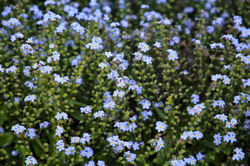 Fototapeta premium Blooming cluster of Myosotis palustris ‘Nixenauge’, also known as forget-me-not