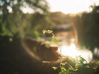 Sunset Light on Vine Plant by Lakeside with Bokeh and Lens Flare
