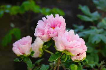 Beautiful flower of paeonia plant