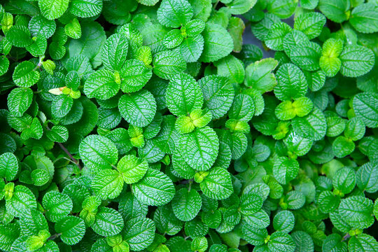 Fresh green leaves of pilea nummulariifolia