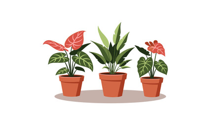 Obraz premium Three potted houseplants with colorful leaves and green foliage displayed in terracotta pots.
