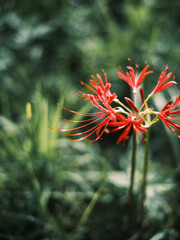 Red Spider Lily Flower Blooming in Green Grass Background
