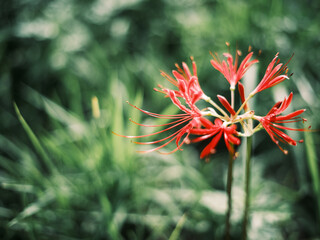 Red Spider Lily Flower Blooming in Green Grass Background
