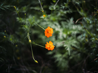 Two Orange Cosmos Flowers Blooming in Green Nature Background