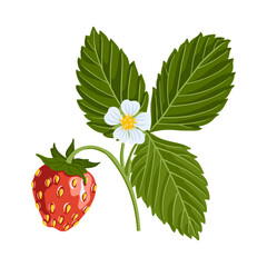 vector drawing strawberry plant with green leaves, flower and red berry isolated at white background, hand drawn illustration