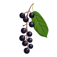 bird cherry, vector drawing tree branch with berries and green leaf isolated at white background, hand drawn illustration