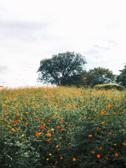 Field of Orange Cosmos Flowers Spreading Across Hill under Blue Sky