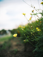 Yellow Cosmos Flowers Blooming in Field under Soft Sky
