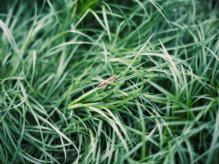 Grasshopper Resting on Green Grass Blades in Natural Closeup
