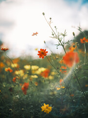 Field of Orange and Yellow Cosmos Flowers in Soft Sunlight

