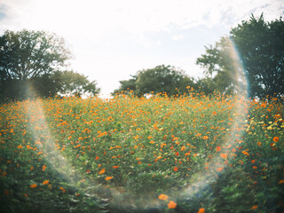 Vibrant Orange Cosmos Flower Field under Sunlight