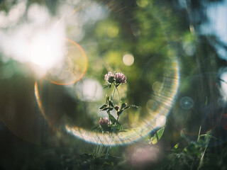 Clover Flower with Sunlight and Lens Flare in Natural Background