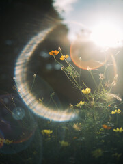 Yellow Wildflowers with Sunlight and Lens Flare in Nature