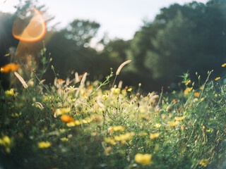 Yellow Wildflowers in Sunlight with Lens Flare in Meadow