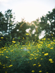 Yellow Wildflowers in Bloom under Sunlight in Meadow