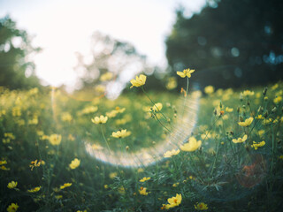 Yellow Wildflowers in Sunlight with Lens Flare in Meadow