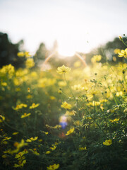 Yellow Cosmos Flowers in Backlight at Sunset