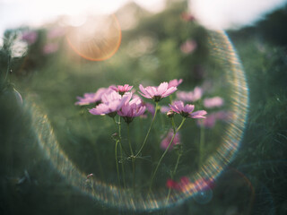 Pink Cosmos Flowers with Sunlight and Artistic Lens Flare in a Meadow