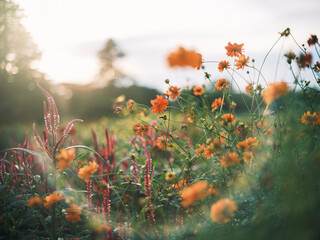Orange Cosmos and Red Flowers in Sunset Light