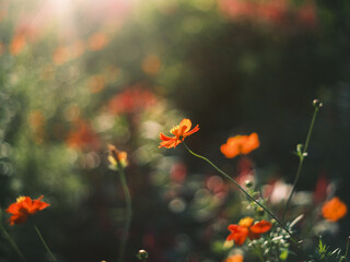 Obraz premium Orange Cosmos Flower in Soft Sunlight with Dreamy Background