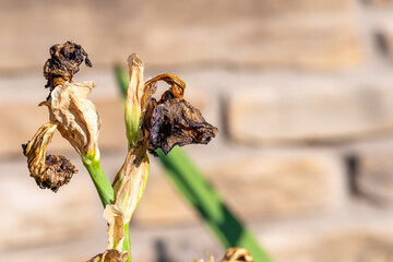 Dried and wilted flowers against a rustic stone background showcasing the effects of neglect and drought