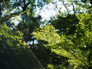 Fresh Green Maple Leaves with Sunlight in Forest