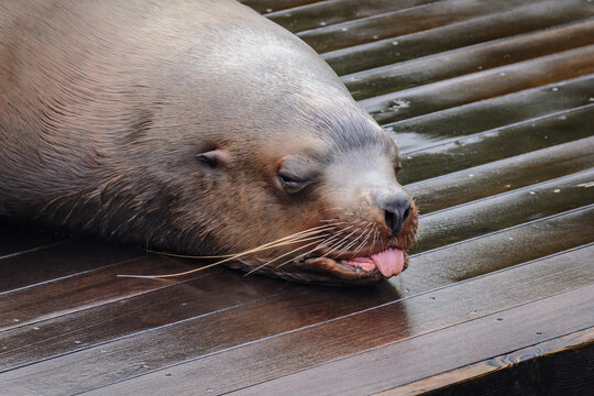 Sleeping sea lion