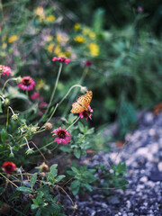 Orange Butterfly on Purple Wildflower in Nature Macro Closeup
