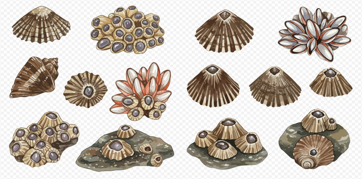 Watercolor illustration set of various marine barnacles, limpets, and sea snails, showcasing different shapes and clusters on rocks.