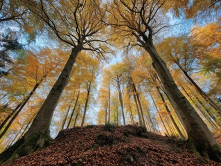 Autumnal Forest Canopy With Golden Leaves Reaching for Blue Sky, Symbolizing Seasonal Change and Environmental Awareness for Conservation Projects : Generative AI