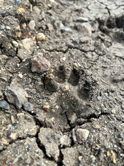 dog foot print on the ground