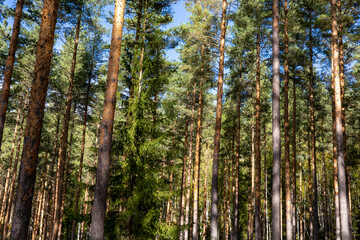 Fototapeta premium Tällberg, Sweden A view of a lush and thick natural pine forest and underbrush.