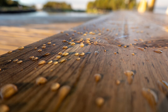 Tällberg, Sweden Water droplets from the mist on a wooden bench in the early morning on Lake Siljan in the Dalarna province. - Powered by Adobe
