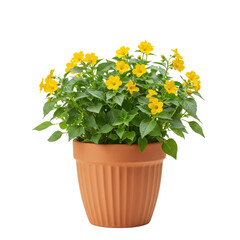 Bright yellow calibrachoa flowers in a fluted terracotta pot lush green foliage isolated on white background