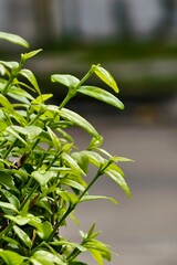 green leaves on a branch