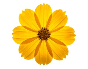 Obraz premium Vibrant yellow flower, detailed close-up