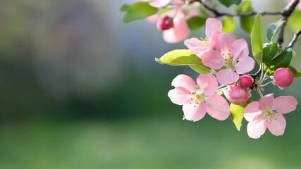 Delicate pink blossom in natural sunlight soft focus spring season bloom branch beauty - Powered by Adobe