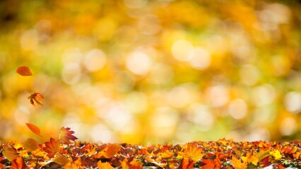 Autumn Leaves on Ground with Golden Bokeh Background