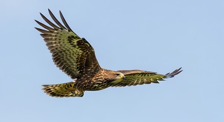 Fototapeta premium Bird of Prey in Flight.