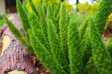Close-up of vibrant green foxtail fern plants growing in garden soil beside a decorative cement log border. Lush foliage texture ideal for landscaping and botany themes.