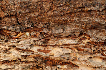 Natural texture, i.e. the inner side of the bark of a tree with traces of the bark beetle, a species that is a pest of trees in the forest.