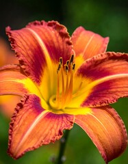 Fototapeta premium Close-up of a vibrant orange-red lily