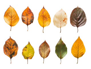 Fototapeta premium Autumn Leaves Collection: Colorful Fall Foliage, Variety of Deciduous Leaf Shapes and Textures, Seasonal Nature Photography, Isolated on White Background, PNG