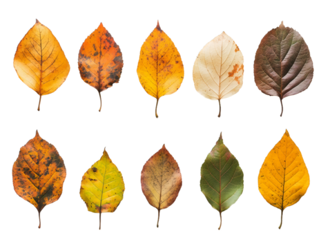 Autumn Leaves Collection: Colorful Fall Foliage, Variety of Deciduous Leaf Shapes and Textures, Seasonal Nature Photography, Isolated on White Background, PNG