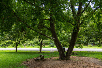 A wooden swing hanging from a tree trunk in the park