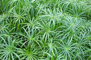 Close-up of green papyrus plants with long, slender leaves forming star-like patterns.